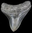 Serrated, Posterior Megalodon Tooth - Georgia #37108-1